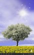 Spring Trees (живые обои цветущей природы)