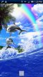 Dolphin Rainbow (дельфины и радуга)